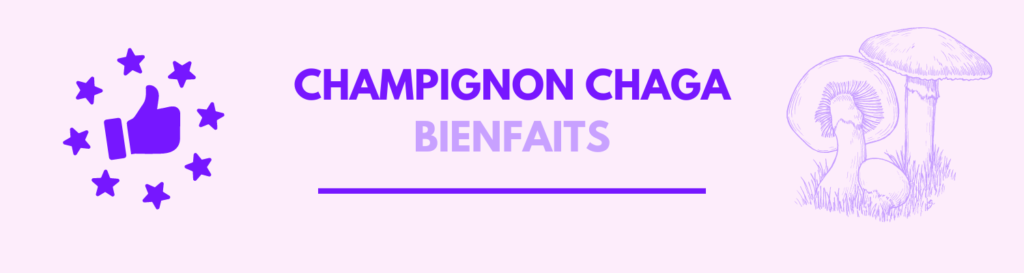 champignon chaga bienfaits